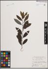 Foto von Salix daphnoides Vill.
